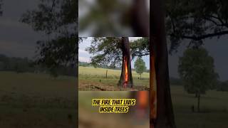 Tree Catches Fire on the Inside... and Keeps Burning?
