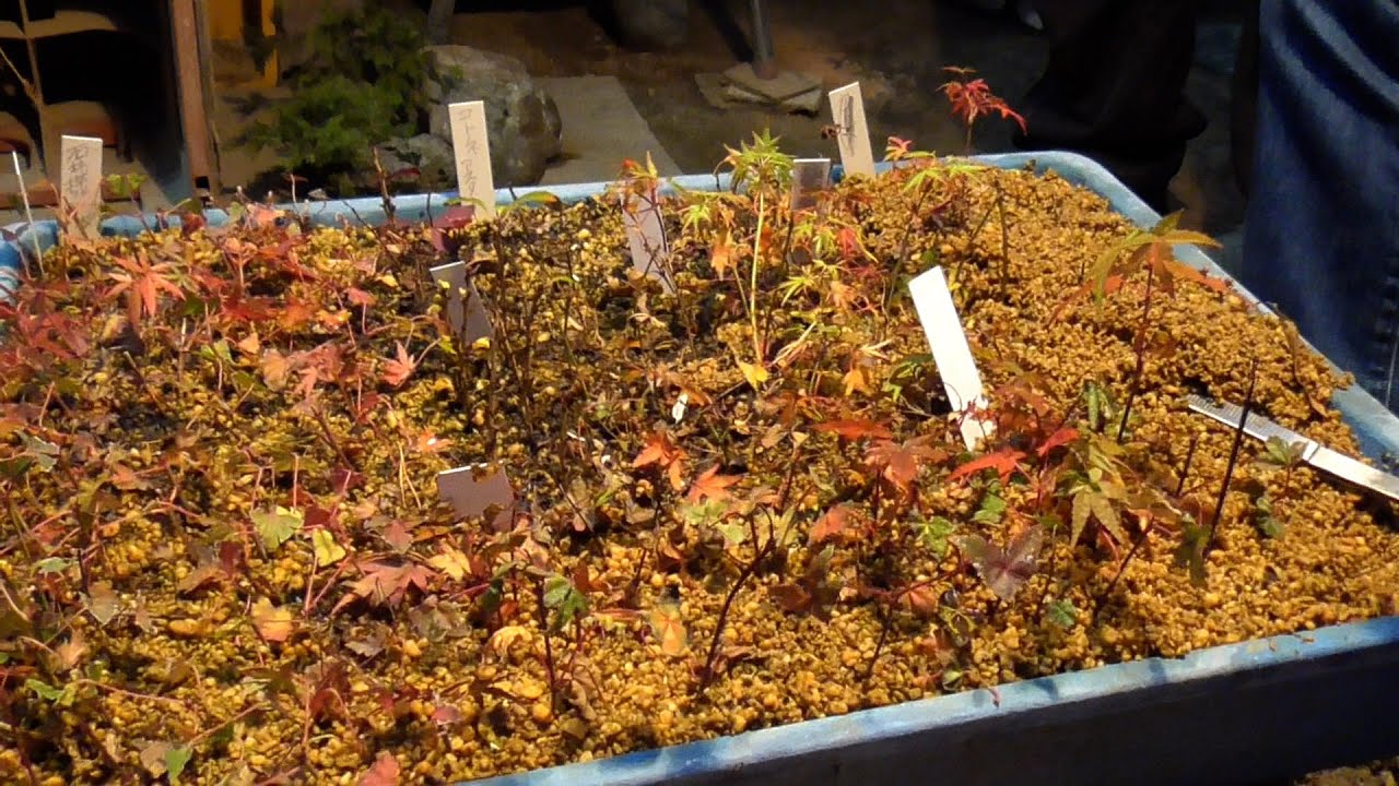 Digging up maple seedlings from the cutting bed [With subtitles