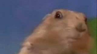 Dramatic Prairie Dog