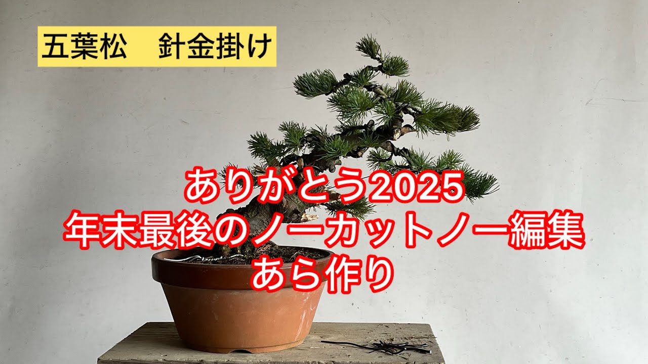 盆栽 五葉松 針金掛け、ジン作り 2025年年末最後のあら作り - YouTube