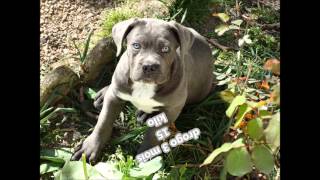 cane corso drogo et dolka elevage familiale centre france