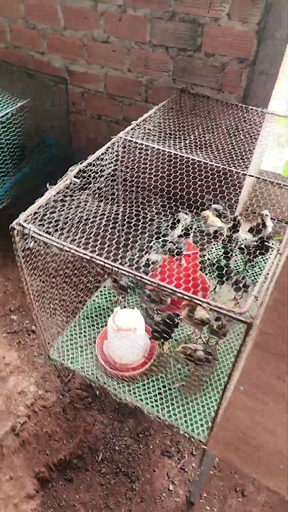 chicken care of the day