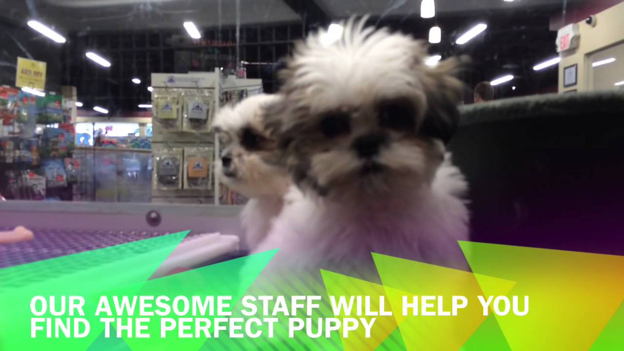 THE TOP DOG STORE July 25, 2015 YouTube