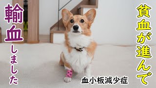 入院したモナちゃんの現状について【血小板減少症】