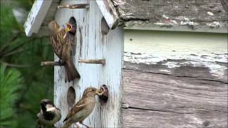 House Sparrow Feeding Babies