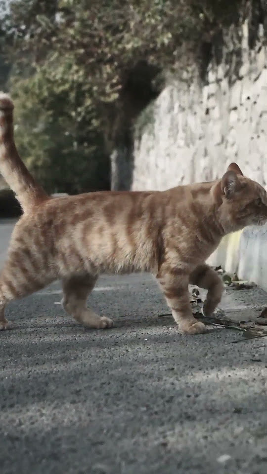 🐱 Всяко животно има усещане за посока. То е слабо при хората, силно при ...