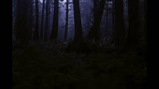 Midnight Ambience Sound Effect | Dark & Mysterious Night Sounds | No Copyright