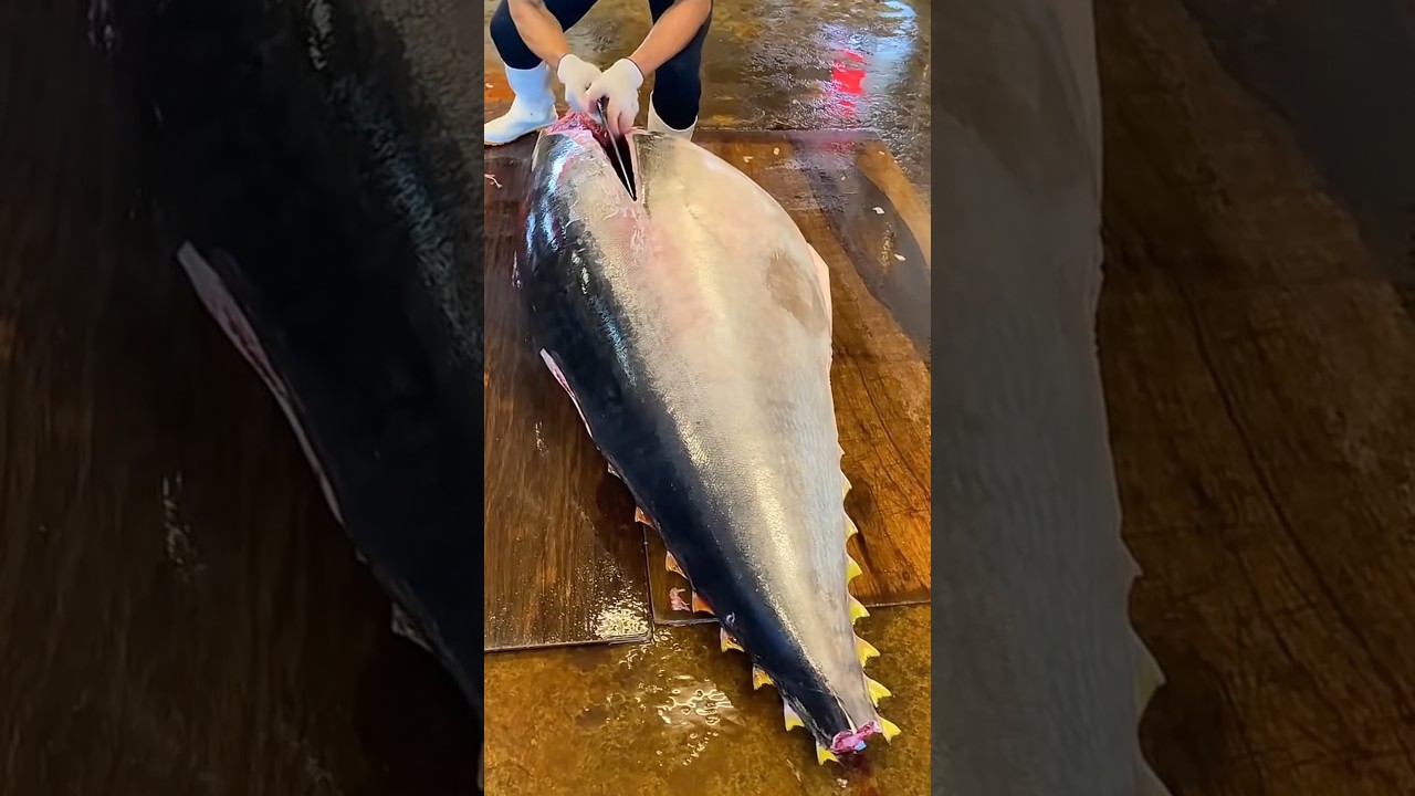 Toona fish milioner or blood 🐟~