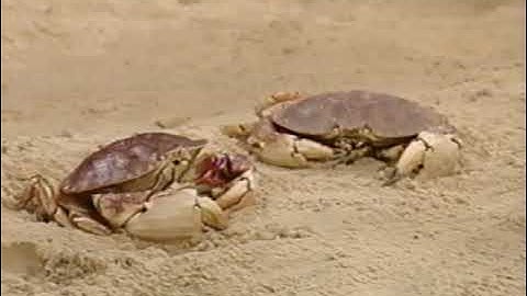 Beach Party Credits Comparison (Screener vs. Final Version) (V2) (2002 Version) Part 16