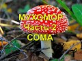 Мухомор. Чать -2. Сома. Рецепт приготовления.