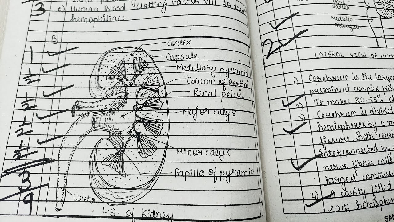 HSC Biology 70/70 Important Topper Paper board exam