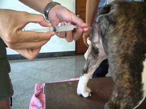 Video: Respirație Artificială Pentru Câini