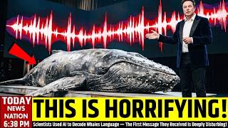 Scientists Used AI to Decode Whales Language — The First Message They Received Is Deeply Disturbing!