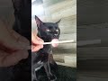 Ice cream 🍦 for cat 😺#cats #pets