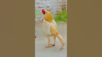 Meyawali Sonathol Aseel Aseelmurga Assel Birds Chicken Roosterfarm 