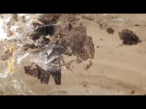 Опасность в саду. А ты знал? Предупрежден-значит-вооружен.каракурт или черная вдова