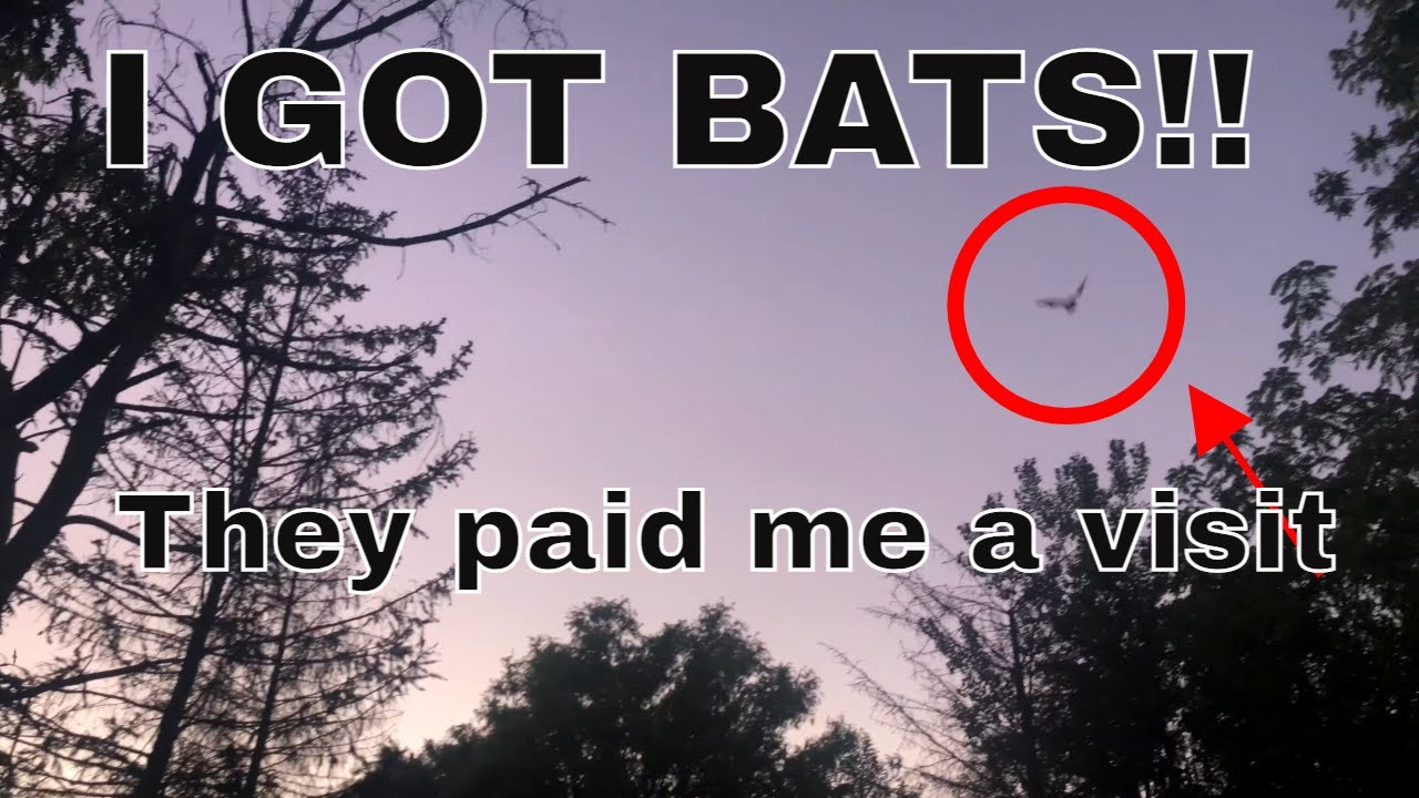 Bats eating bugs Northwest Indiana (September 6, 2021) YouTube