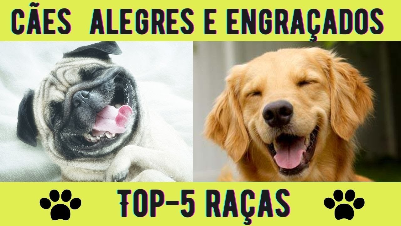 Vídeos de FILHOTES de CACHORROS FOFOS e ENGRAÇADOS 🐶 Compilação