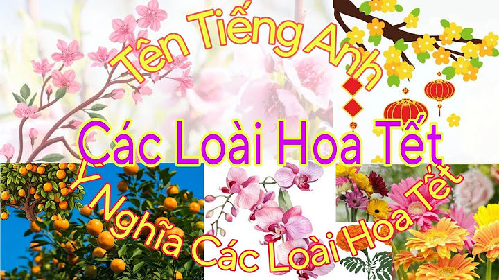 Cây hoa phượng tiếng anh là gì năm 2024