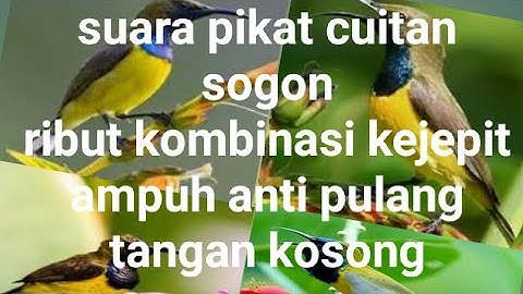 suara pikat cuitan sogon ribut kombinasi burung kejepit ampuh anti pulang tangan kosong