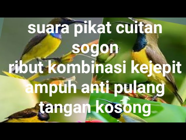 suara pikat cuitan sogon ribut kombinasi burung kejepit ampuh anti pulang tangan kosong class=