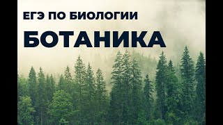 Курс Ботаники для подготовки к ЕГЭ по биологии