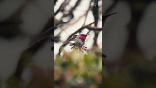 Photographing Hummingbirds With the Sony a1 x 70-200 &amp; 2x Teleconverter.