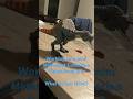 Hammond collection spinosaurus custom