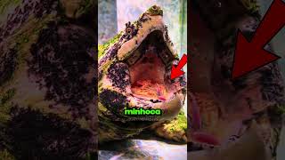 3 ANIMAIS que constroem ARMADILHAS vivas para caçar #curiosidades #shortfeeds  #shorts