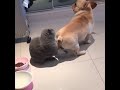 犬と猫の間の禁断の愛