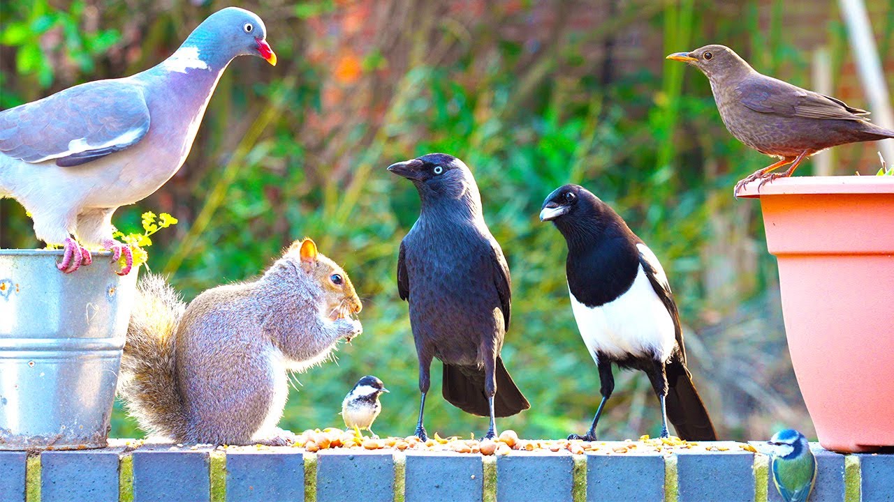 Тв для кошек 🕊️ Птицы и белки обнаружили кучу еды на стене 🐿️ Птицы для кошек 4K HDR