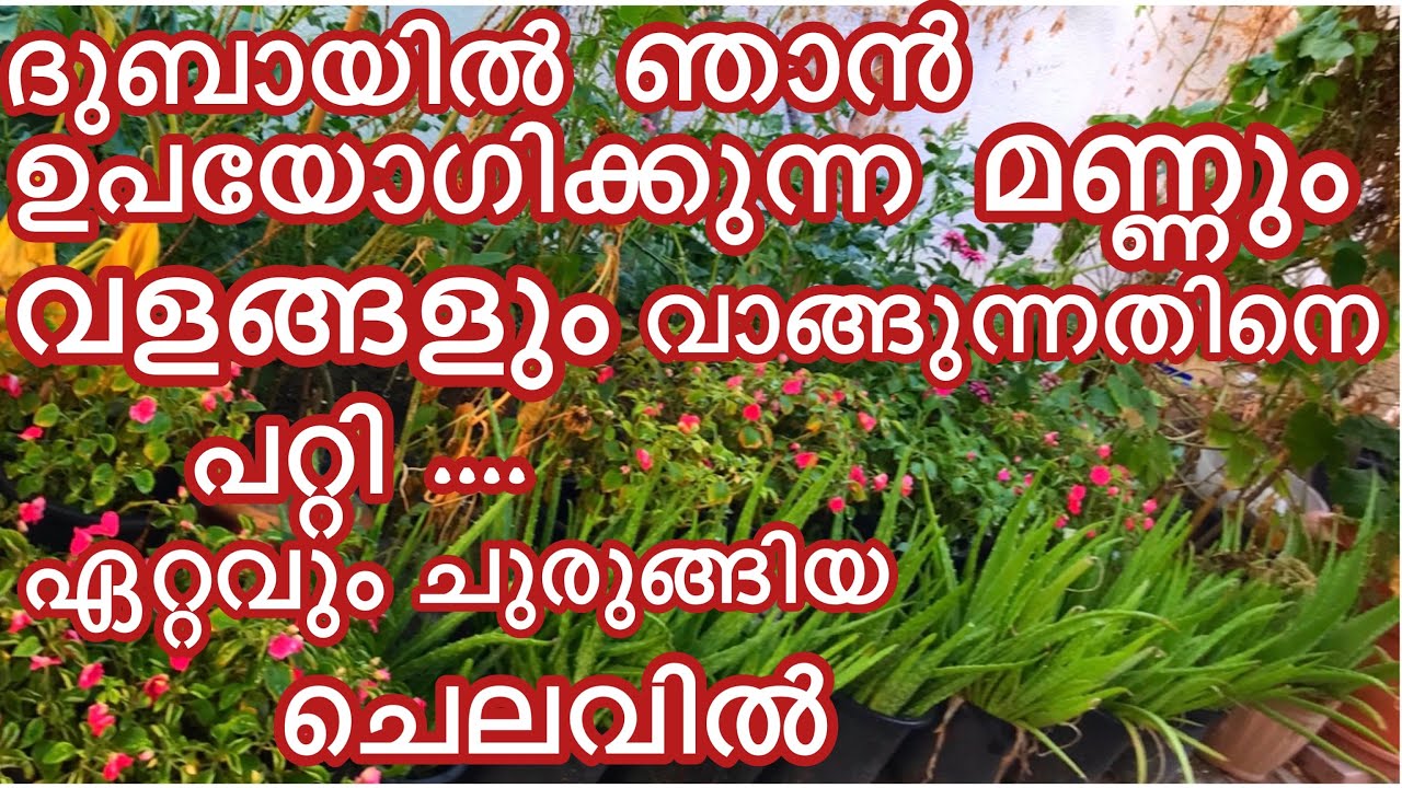 Dubai yil garden soil & compost expence kuravaakki njan cheyyunna kaaryangal| എന്റെ മണ്ണുംcompost ഉം