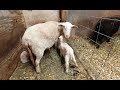 Brenda &amp; Honey Lambing Update 3.18.23