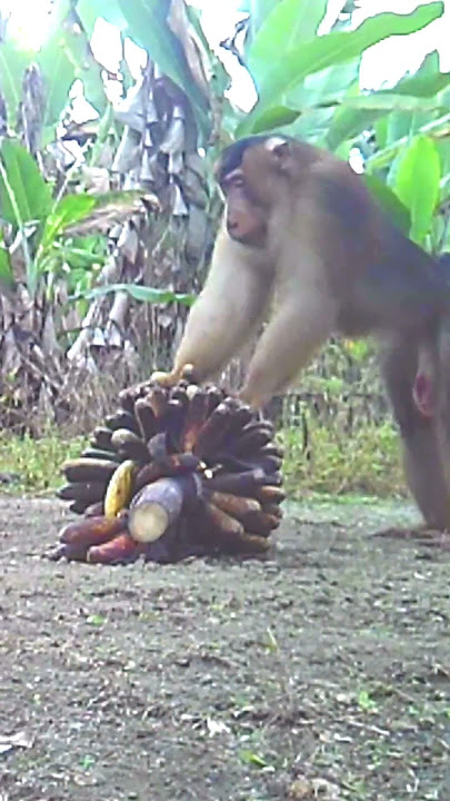 🔴The movements of a big monkey that is clever with traps