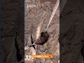 #abandonedmonkeylife #monkey #babymonkey #punch #panchi #punchthemonkey #punchkun #ichikawzoo