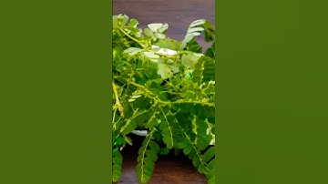 manfaat daun meniran untuk kesehatan #hidupsehat #makansehat #shortsviral #shortsfeed