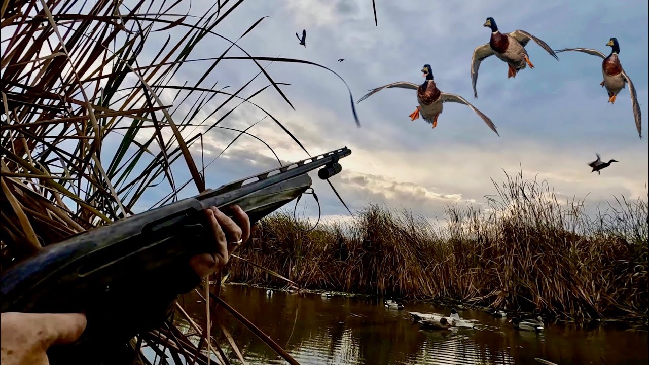 ПРЕДЕЛЫ TINY CREEK MALLARDS!