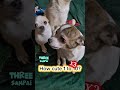 3 to 30? cute puppy dog video #cutepuppy #Chihuahua #cutedog #funnydogvideos #creatorsearchinsights
