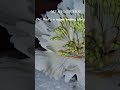 নিজের হাতে বানানো ফুল ☺️🌸  #advanceflowersmaking #RoyalBakingBD #cakeseries