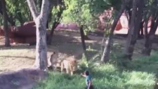 Watch Drunk Man Jumps Into Lion Enclosure In Hyderabad Zoo Exclusive Video Hd