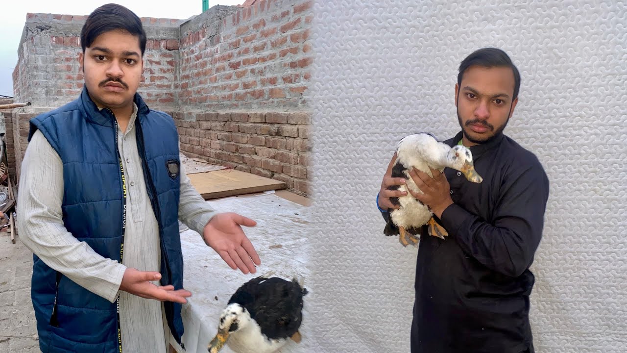 Duck Pr Falij Ka Attack 😨 Duck Bimar Ho Gai 😔