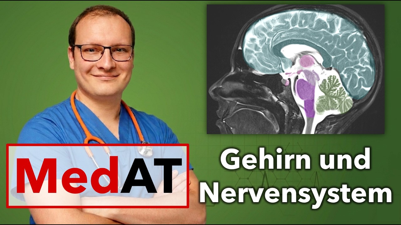 Nervensystem für Matura und MedAT - Einführung für Biologie und Medizin