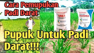 How to Fertilize Dryland Rice Plants! Here's How to Fertilize   Practice Fertilizing Directly