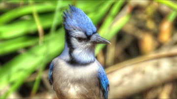Blue Jay Alarm Call Alerts Backyard Squirrels and Birds