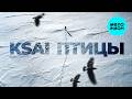 KSAI - Птицы (Single 2026)