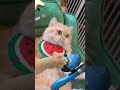 What is the cat doing?it teaches you how to make Bing Tang Hu Lu #exlittlebeans