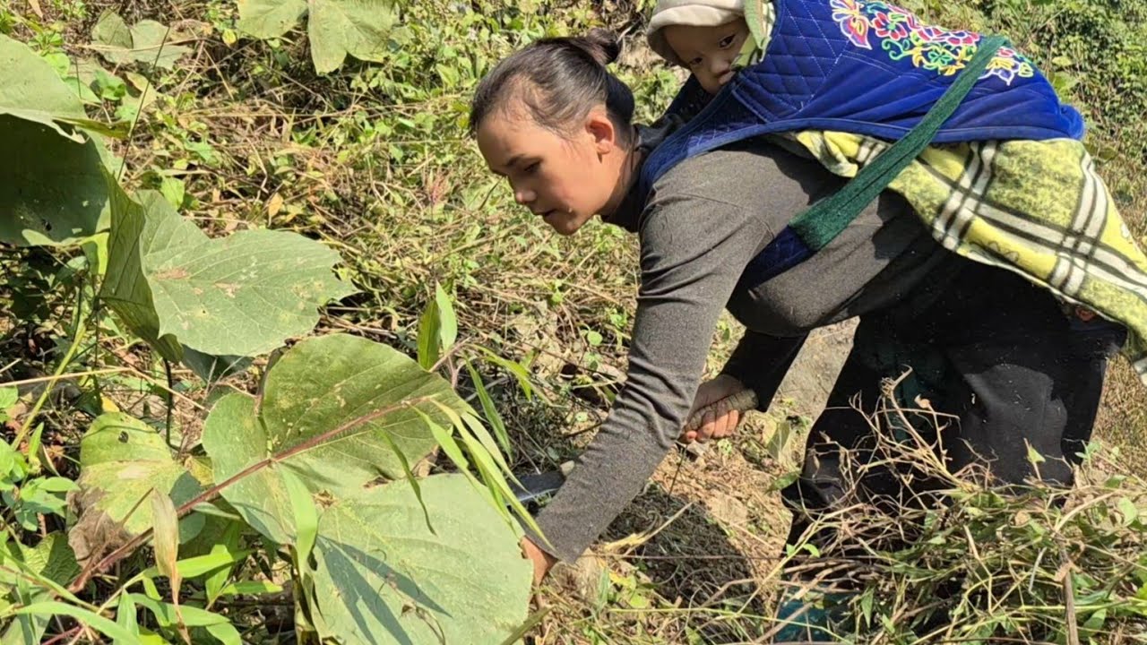 Life is a regular routine. Thi Hoa is clearing the weeds to plant more pumpkins and green beans.