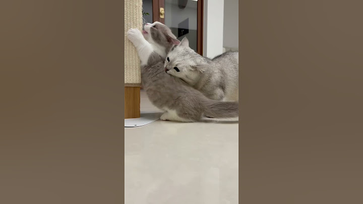 고양이, 외동묘에서 다묘되기까지 묘생변화🐱 #cat #고양이 #캣튜브 #개나리와진달래 #먼치킨 #catshorts