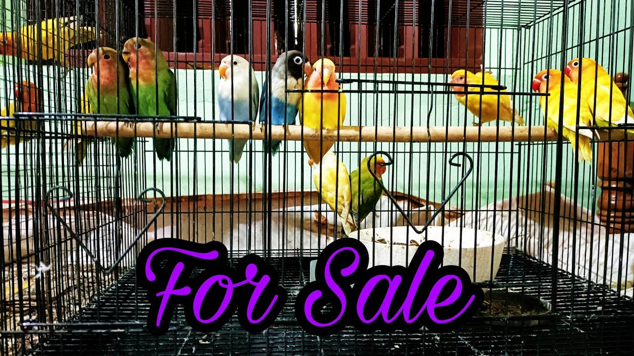 African love birds sale YouTube