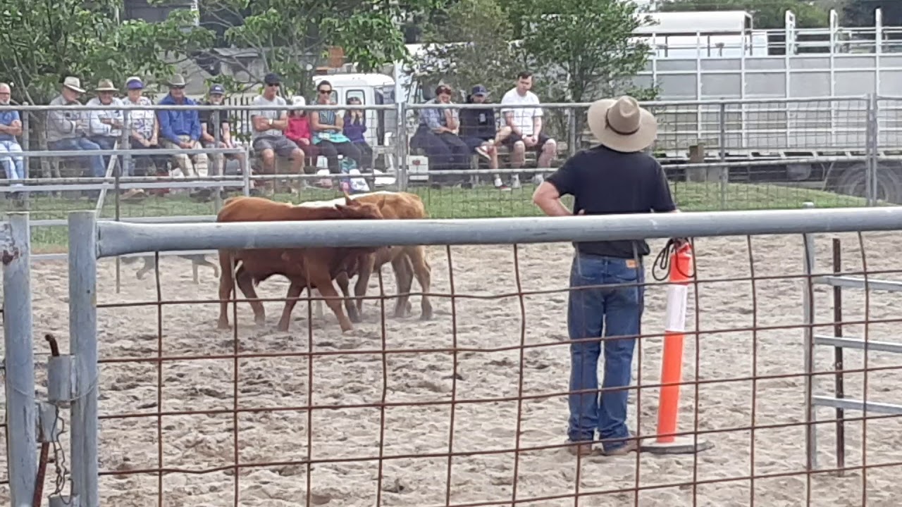 Lakeside Kelpies Coomba Bay Jack Kempsey Cattle Dog Trial 2019 YouTube lakeside-kelpies-coomba-bay-jack-kempsey-cattle-dog-trial-2019-youtube